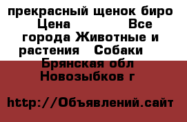прекрасный щенок биро › Цена ­ 20 000 - Все города Животные и растения » Собаки   . Брянская обл.,Новозыбков г.